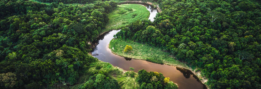 forêt amazonienne